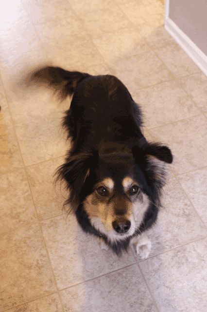 BuddyTailWag