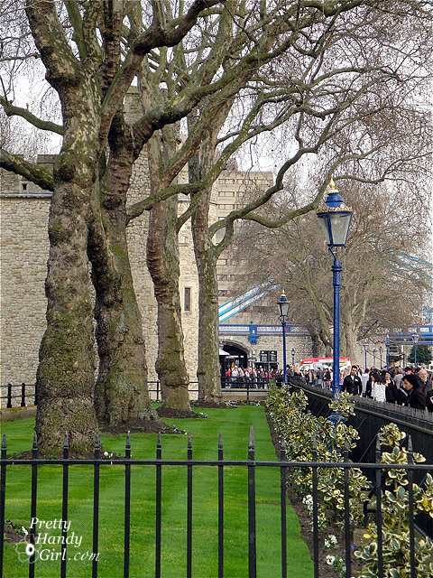 trees-outside-tower-of-london