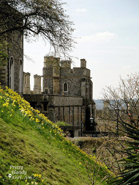 tulip-hillside-windsor