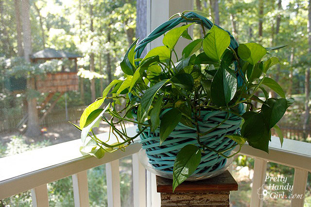 Plant_horizontal