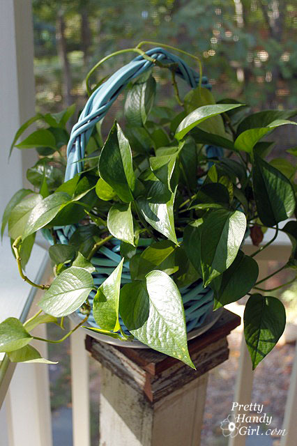 plant_vertical