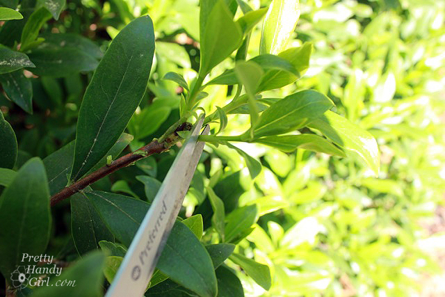 cut_below_leaves How to Root Plant Clippings