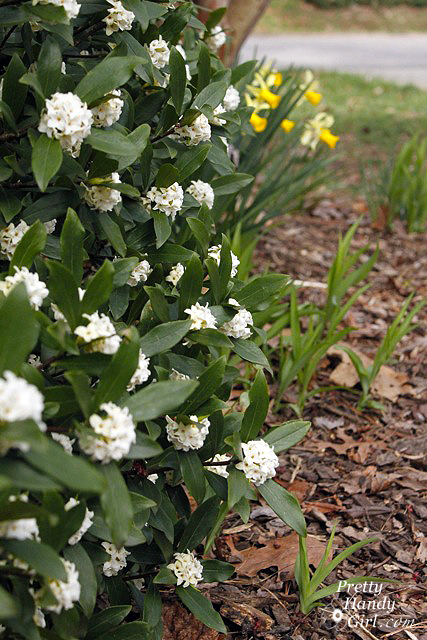 daphne_in_bloom How to Root Plant Clippings
