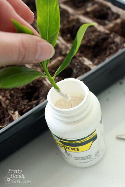 dip_clipping_in_rooting_hormone How to Root Plant Clippings
