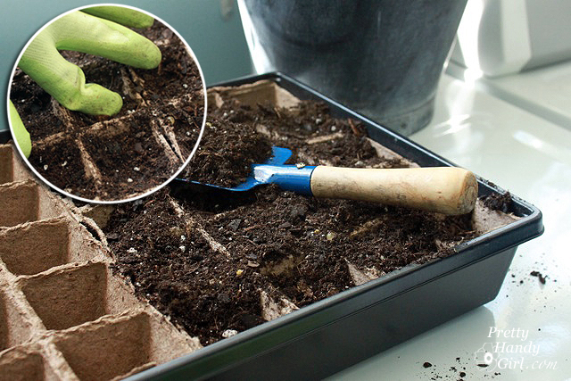fill_seedling_cups How to Root Plant Clippings