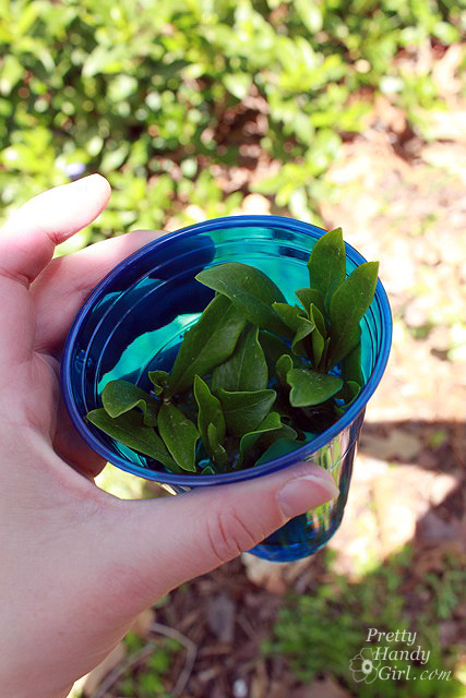 insert_clippings_into_water How to Root Plant Clippings