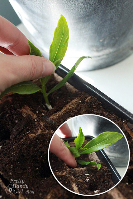 rooting stem in soil
