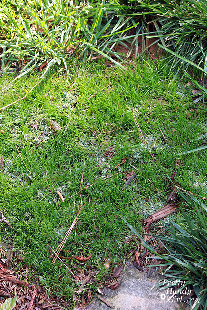 intermediate_growth