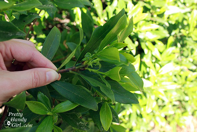 new_green_daphne_shoot How to Root Plant Clippings