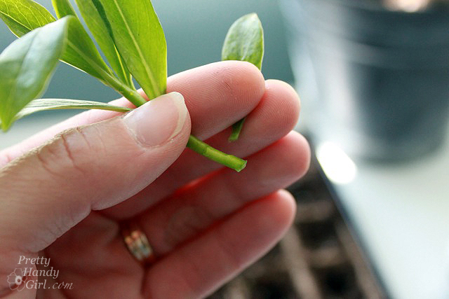 pull_off_bottom_leaves How to Root Plant Clippings