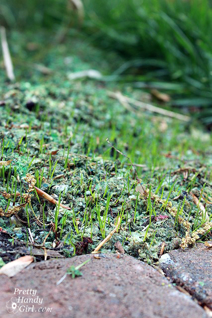 sprouts_of_grass