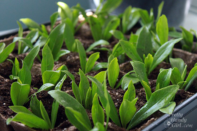 tray_of_rooted_clippings How to Root Plant Clippings