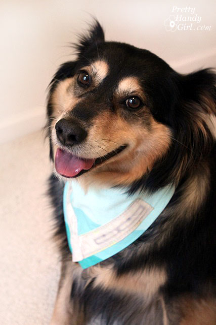 buddy_wearing_bandana