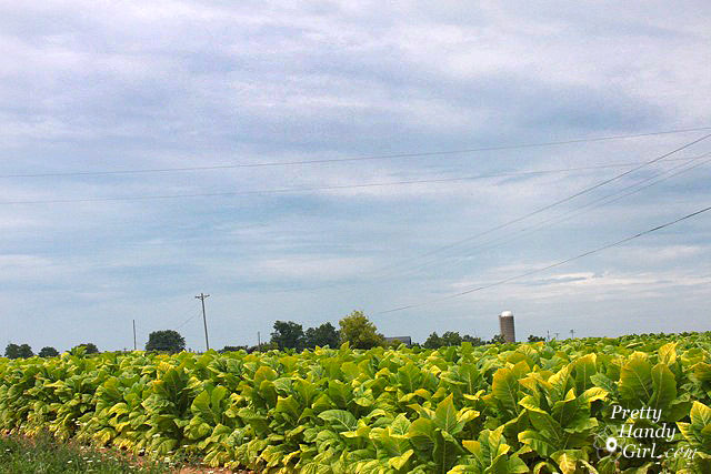 tobacco_fields