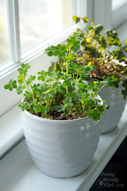 clover_beauty_in_pot