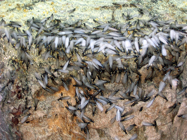 swarming_termites
