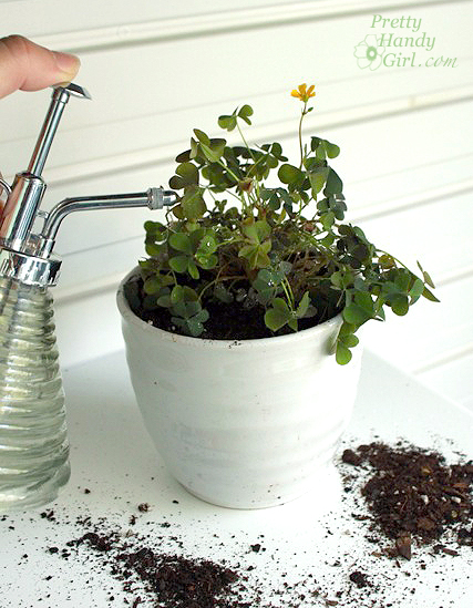 water_new_potted_clover