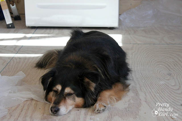 handy_dog_supervising