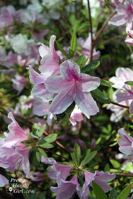azaleas_pink