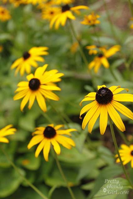 black_eyed_susans