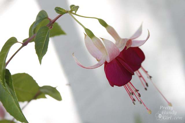 bleeding_heart