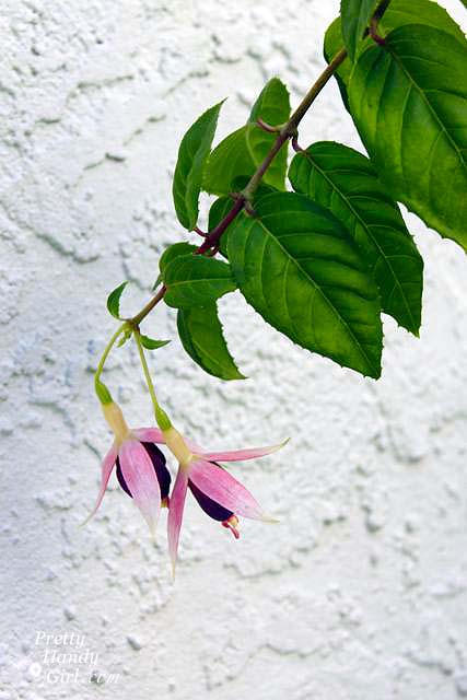 bleeding_heart_2