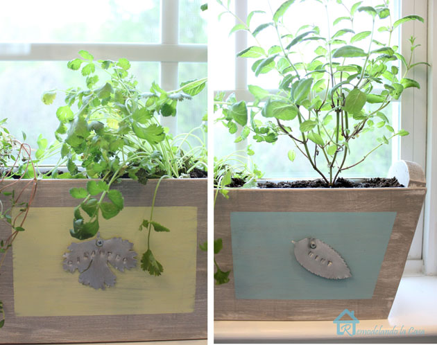 cilantro and mint