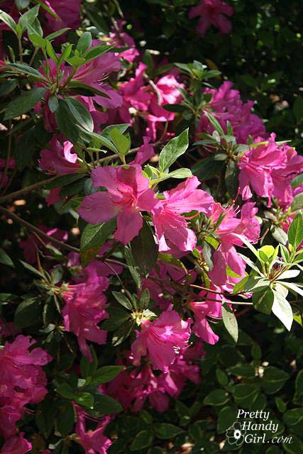 fushia_azaleas