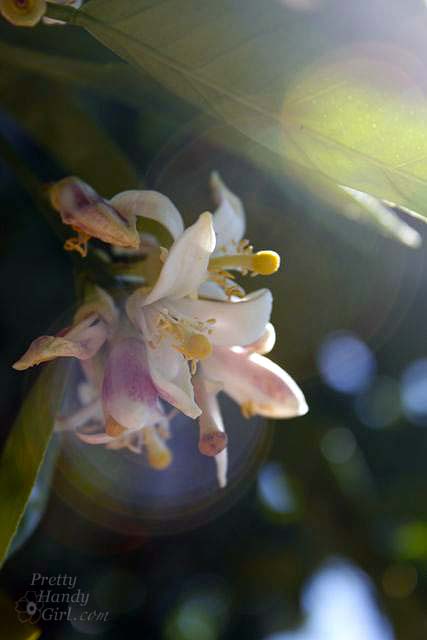 lemon_blossom