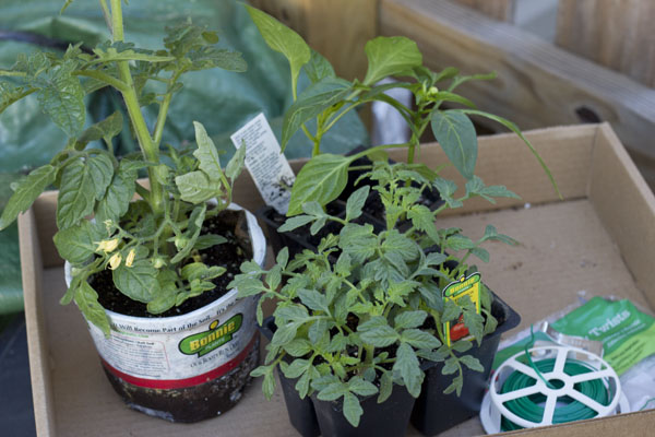 How to grow Happy Tomatoes