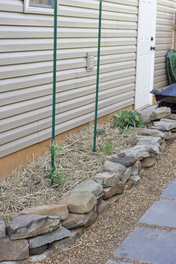 How to grow Happy Tomatoes