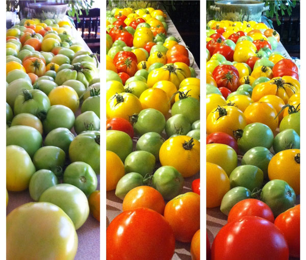 How to grow Happy Tomatoes