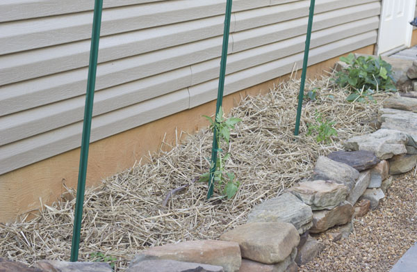 How to grow Happy Tomatoes