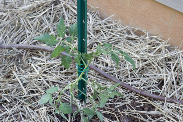 How to grow Happy Tomatoes