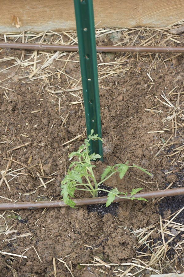 How to grow Happy Tomatoes