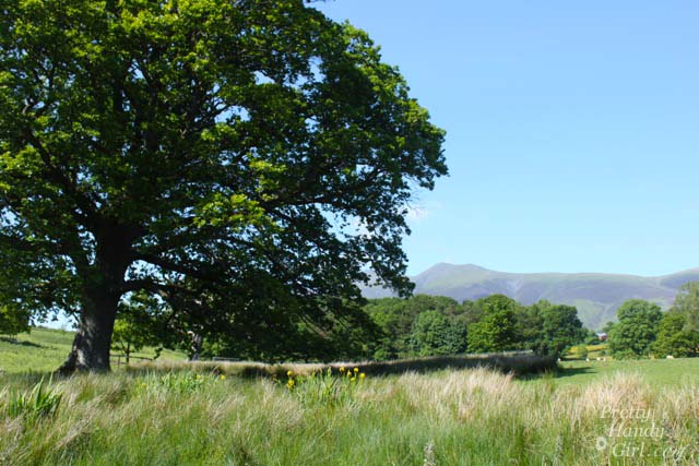 big_tree_in_Field