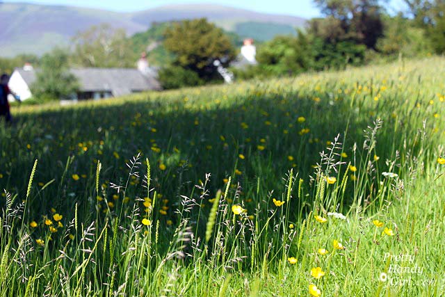buttercup_field
