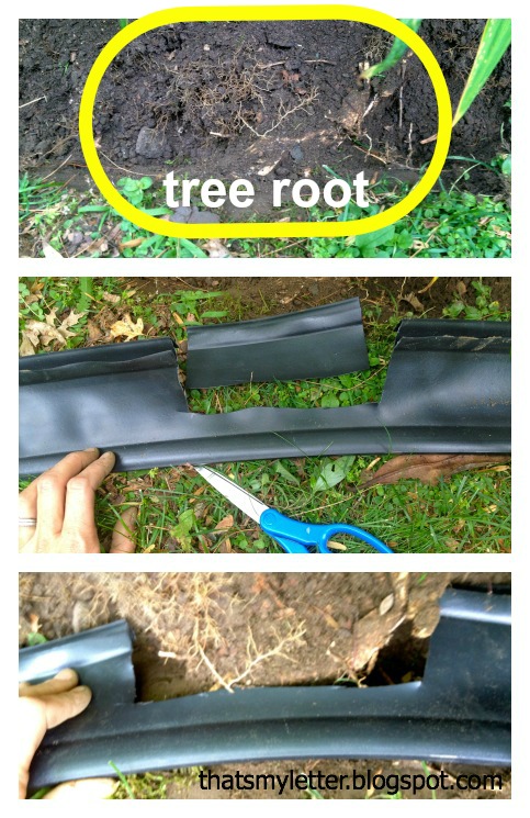 edging tree root
