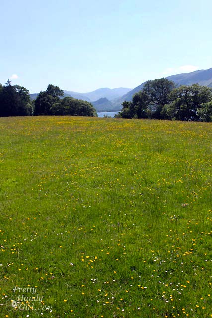field_of_flowers