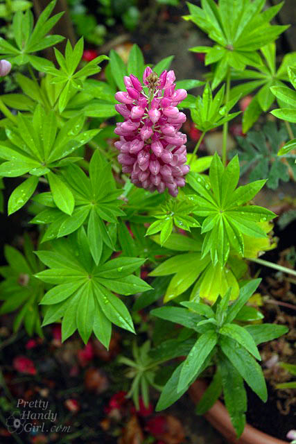 pink_flowers