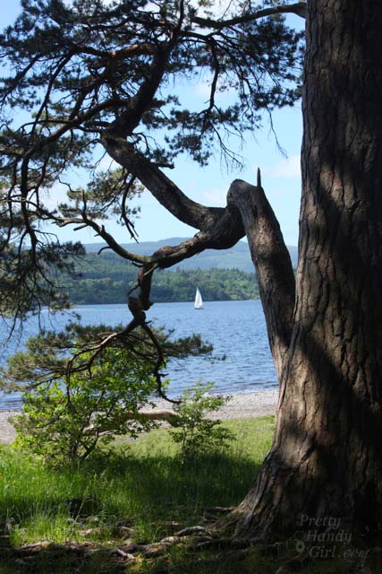 sailboat_in_tree_frame