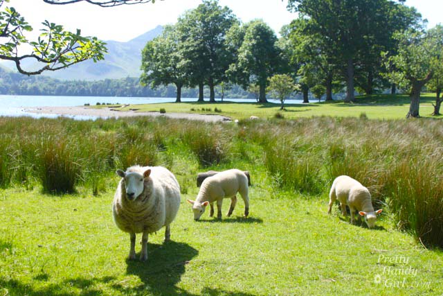 sheep_by_water