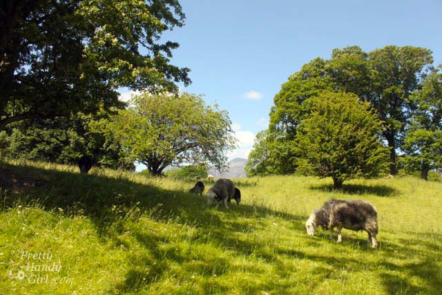 sheep_grazing