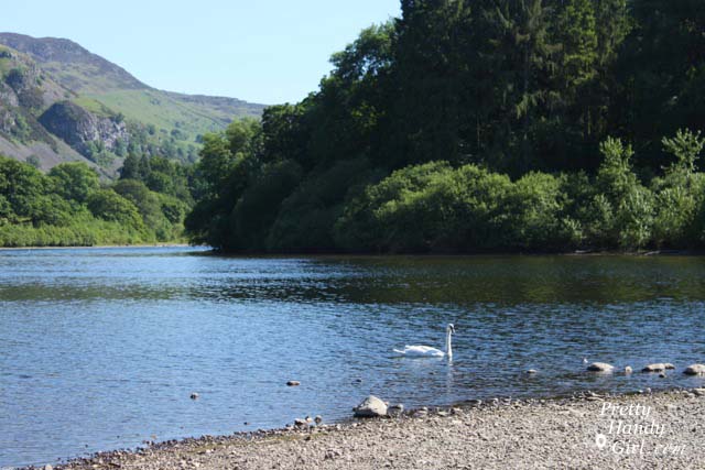 swan_in_lake