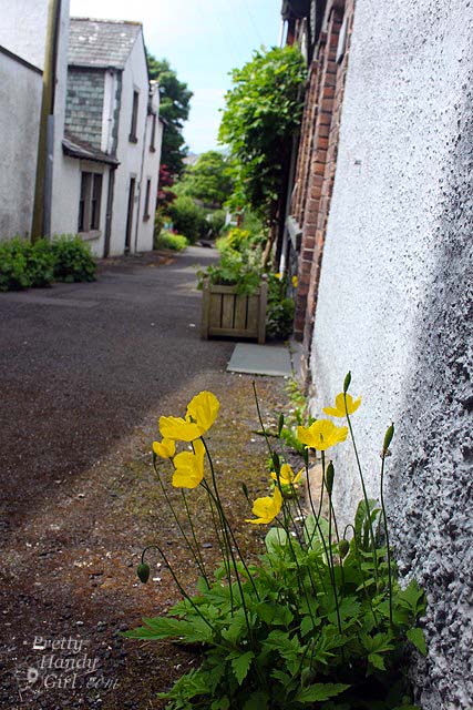 wildflowers_in_alley