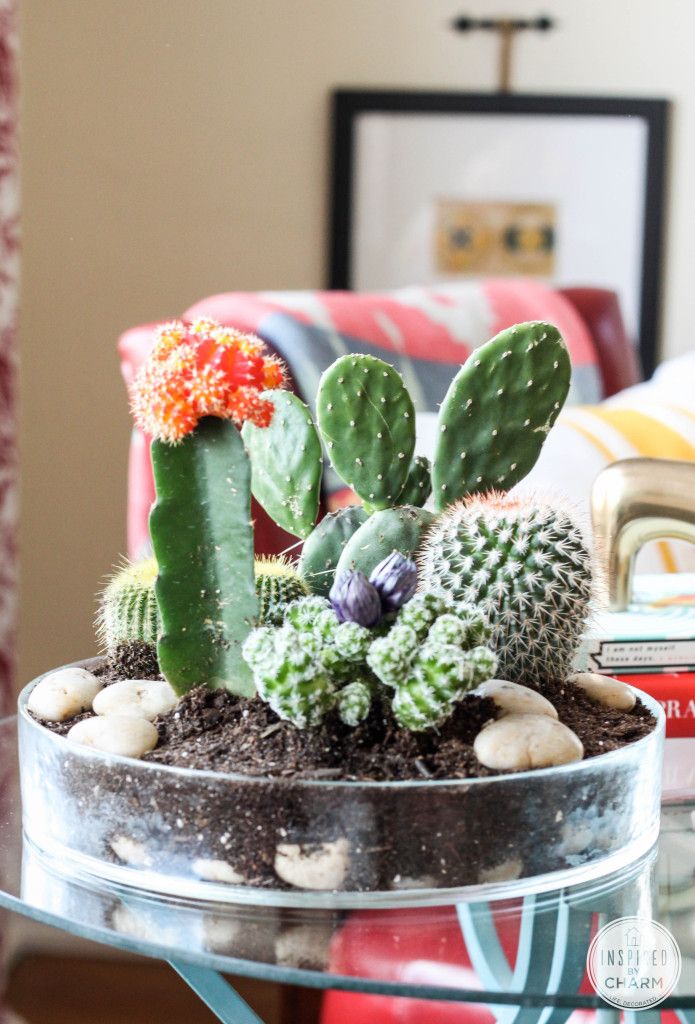 Tabletop Cactus Garden