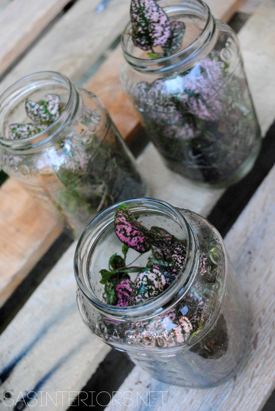 Mason Jar Terrariums