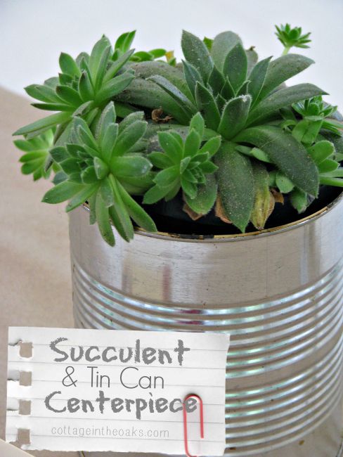 Succulent Centerpiece