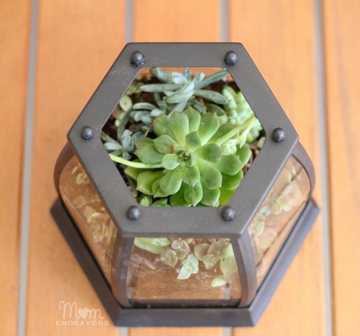 DIY Succulent Garden