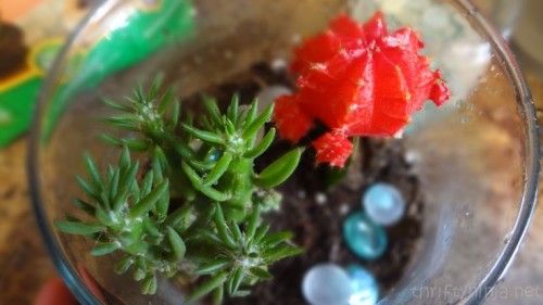 Succulent Terrarium